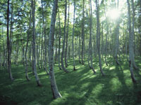 �A���t�@�g